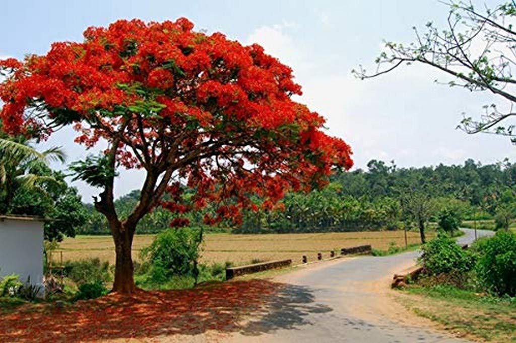 See full amazon price history chart for OhhSome Live Plant Gulmohar Flame of The Forest Deciduous Tree Species Garden Plant (1 Healthy Live Plant) OhhSome Live Plant Gulmohar Flame of The Forest Deciduous Tree Species Garden Plant (1 Healthy Live Plant) (B09N95N83C) Amazon Price History, Amazon Price Tracker