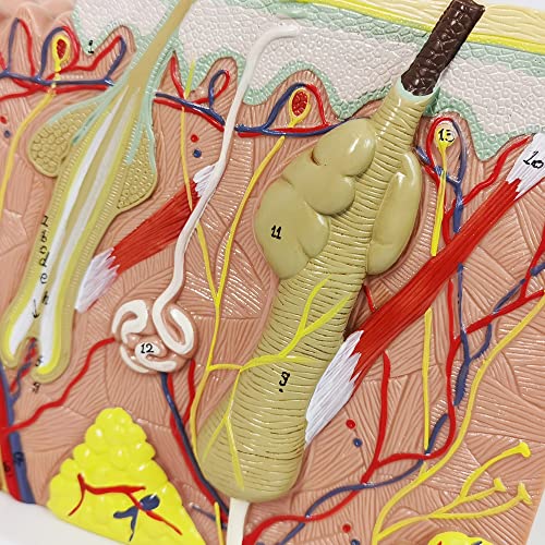 Image of Human Anatomy Skin Model, 50X, with Hair, with Teaching Manual | Benilev Skin Anatomy Model, Suitable For Anatomy Study, Education And Teaching Demonstration, Ideal For Medical Students