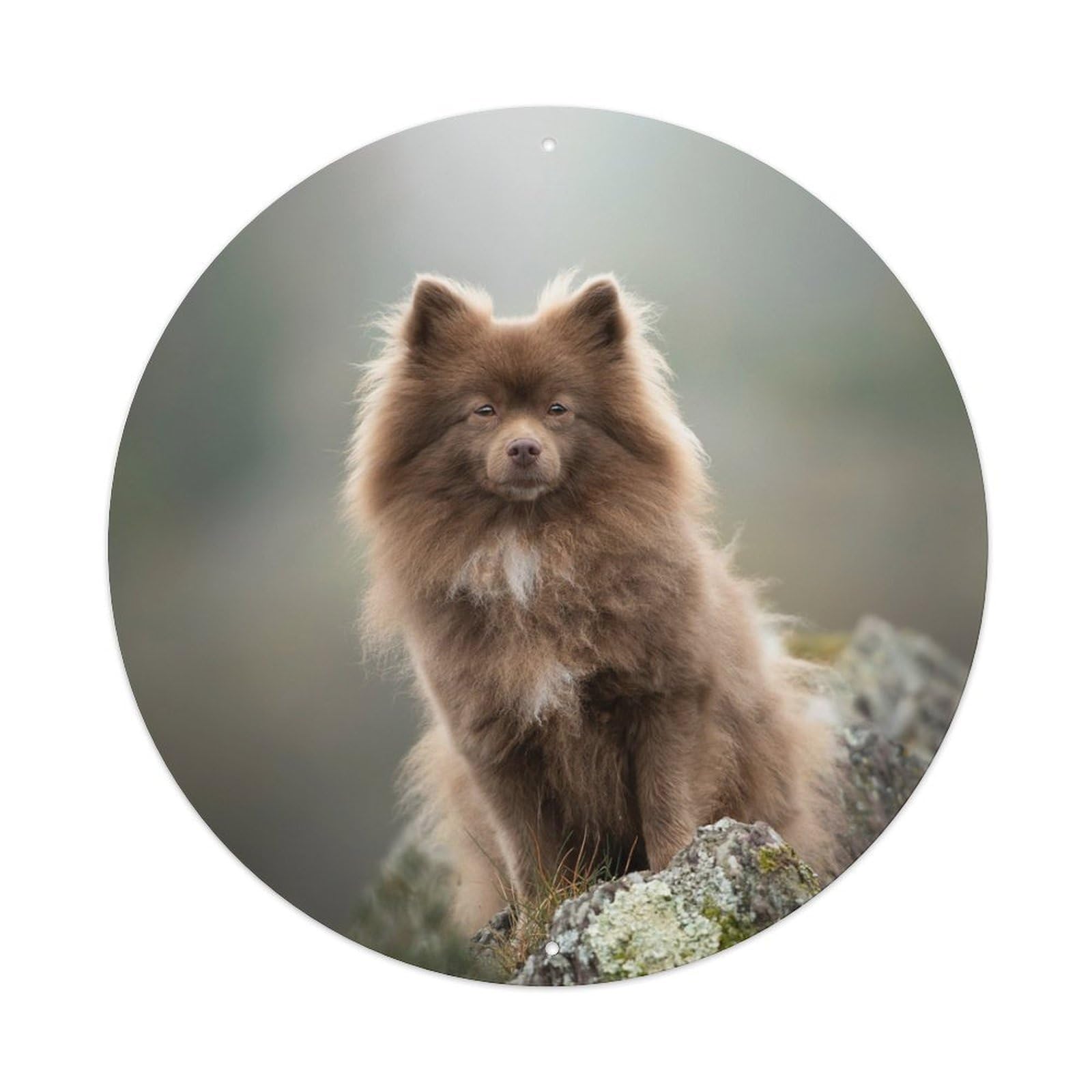 Animal Cute German Fluffy Dog Metal Tin Sign