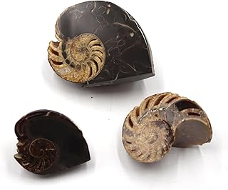 Eutrephoceras Lot of 3 Nautilus Fossil Late Cretaceous Montana #17540