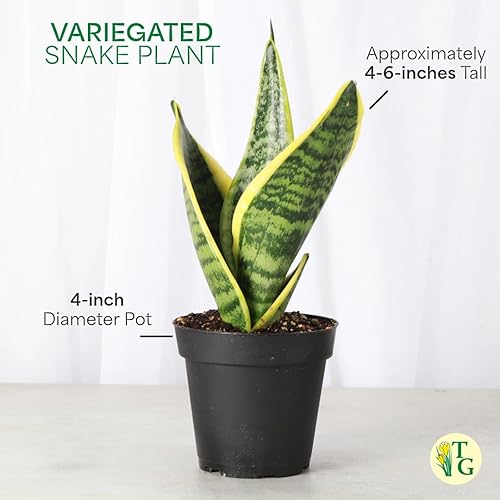 Miniatura 6 de Thorsen's Greenhouse Planta de serpiente abigarrada, Dracaena Trifasciata, Sansevieria, lengua de suegra, poca luz, fácil de cultivar, planta de