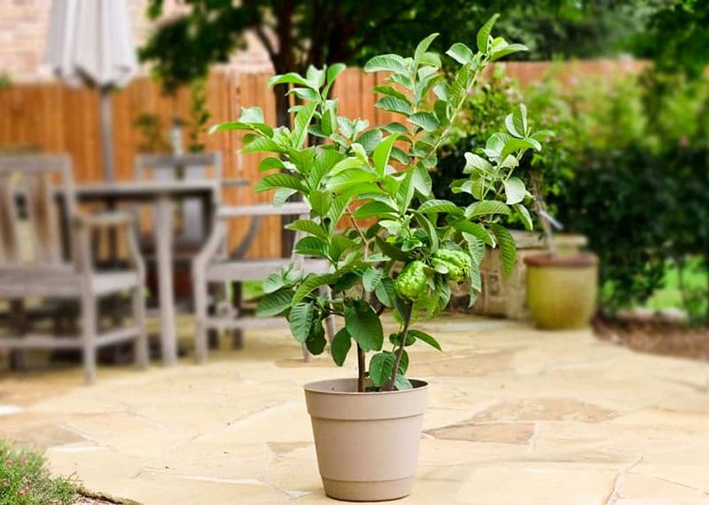 Ohhsome Guava Plant Live Plants Gift Minature Gauva (Healthy Plant) (B09HN3PDK6) Amazon Price History, Amazon Price Tracker