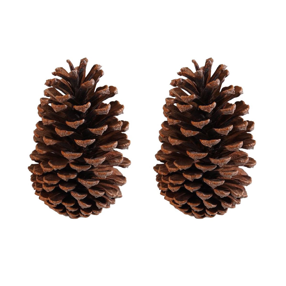 U-House Pine Cones 3.5" to 4.7" Tall Christmas PineCones Giant Large Natural Pinecones for Home Accent Decor, 4 PCS, Bug Free (Large PineCones)