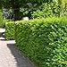 Produktbild Gardline - Nicht-Fruchtende Eibe Taxus media Hillii 100-120 cm. 3-200 Koniferen. Immergrün - 12 St. (ca. 4 Meter)