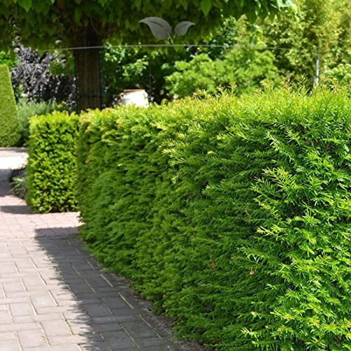 japanische stechpalme sorten Japanische Stechpalme Fastigiata - Ilex crenata fastigiata