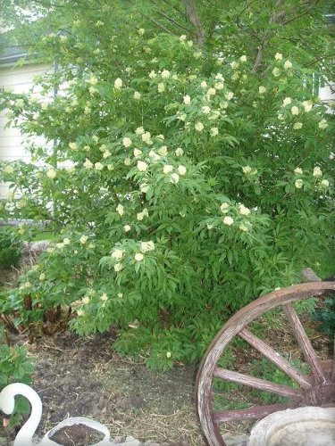 25 American Elderberry Fruit Bush Shrub Tree Sambucus Nigra Seedscomb S/H #TOP1