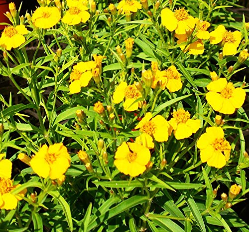 Potseed Tagetes Lucida graines 10 graines