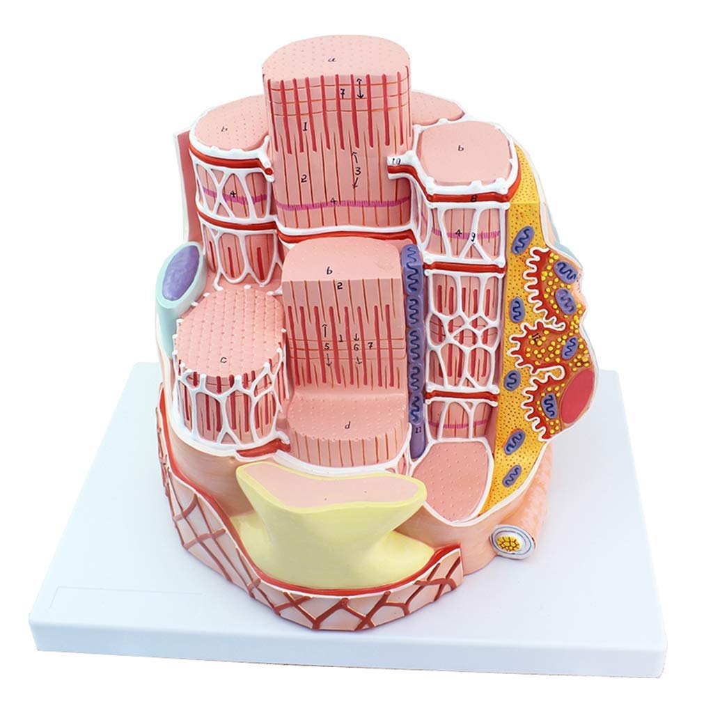Modelli scientifici di Anatomia Umana, Modello di microanatomia della Fibra Muscolare scheletrica - Zoom in 40.000X Materiale didattico didattico, Materiale di Laboratorio, Kit scientifici,