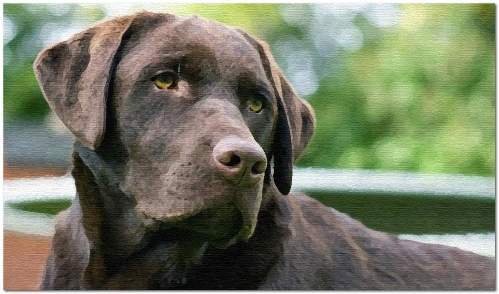ZMHZMY Pittura Con I Numeri - Quadro Fai Da Te Con Cane Labrador Nero, Kit Completo Di Tela, Colori E Pennelli Per Adulti E Bambini, 40x50 Cm
