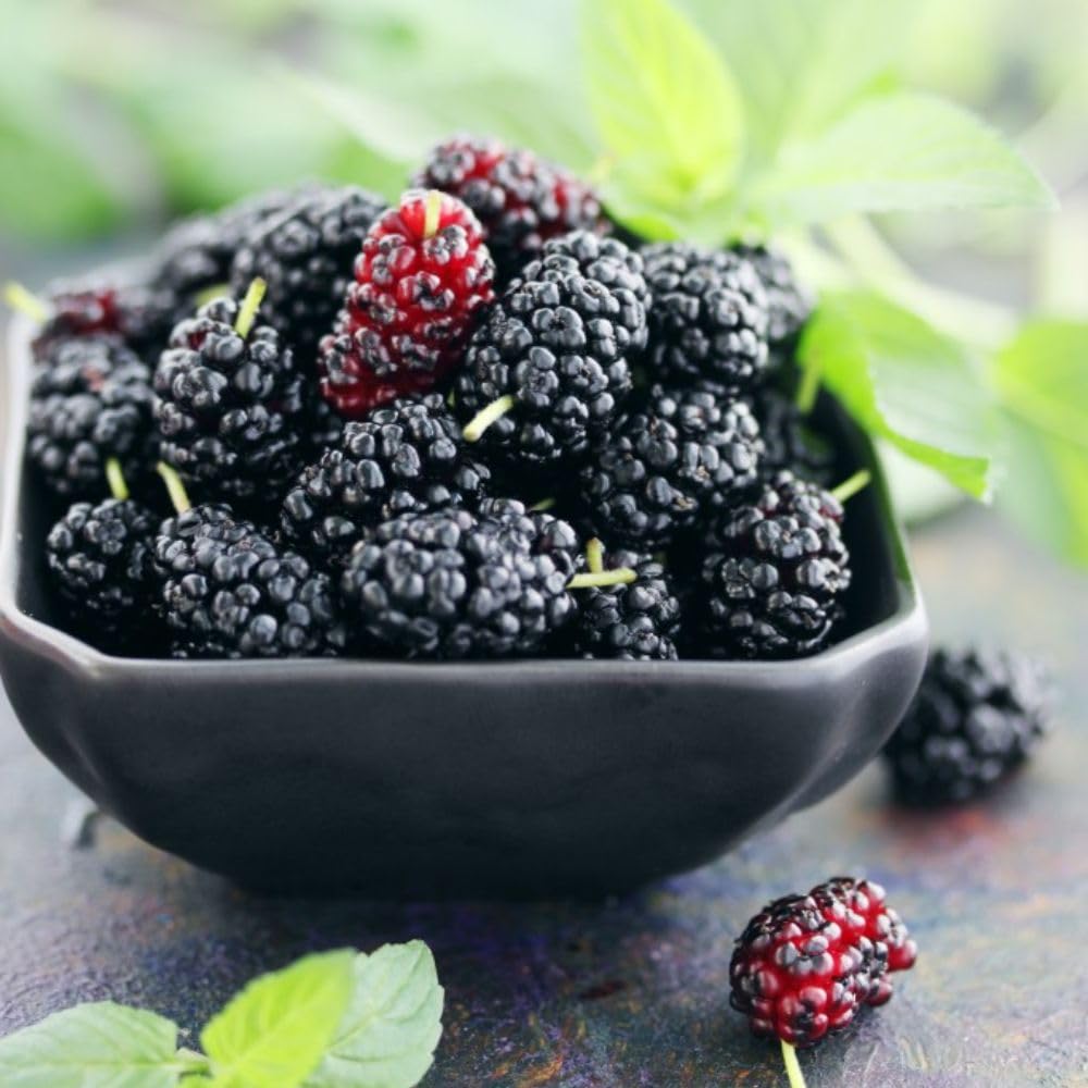 Mulberry 'Charlotte Russe' (Mojo Berry) - Dwarf, Self-Pollinating Fruit Tree - Perfect for Small Gardens and Patio Pots – 3X 7cm Potted Plant by Thompson and Morgan