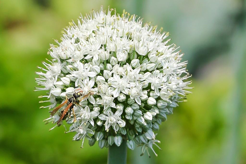 Allium Mount Everest - BIO 75 Blumenzwiebeln aus Holland