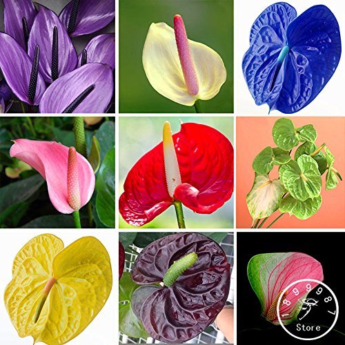 Seeds 50 Parts/Rare Bag Flower Seeds anthurium Seeds Seeds Balcony Plant in vase anthurium Flowers for Domestic Garden of DIY, x52ii1