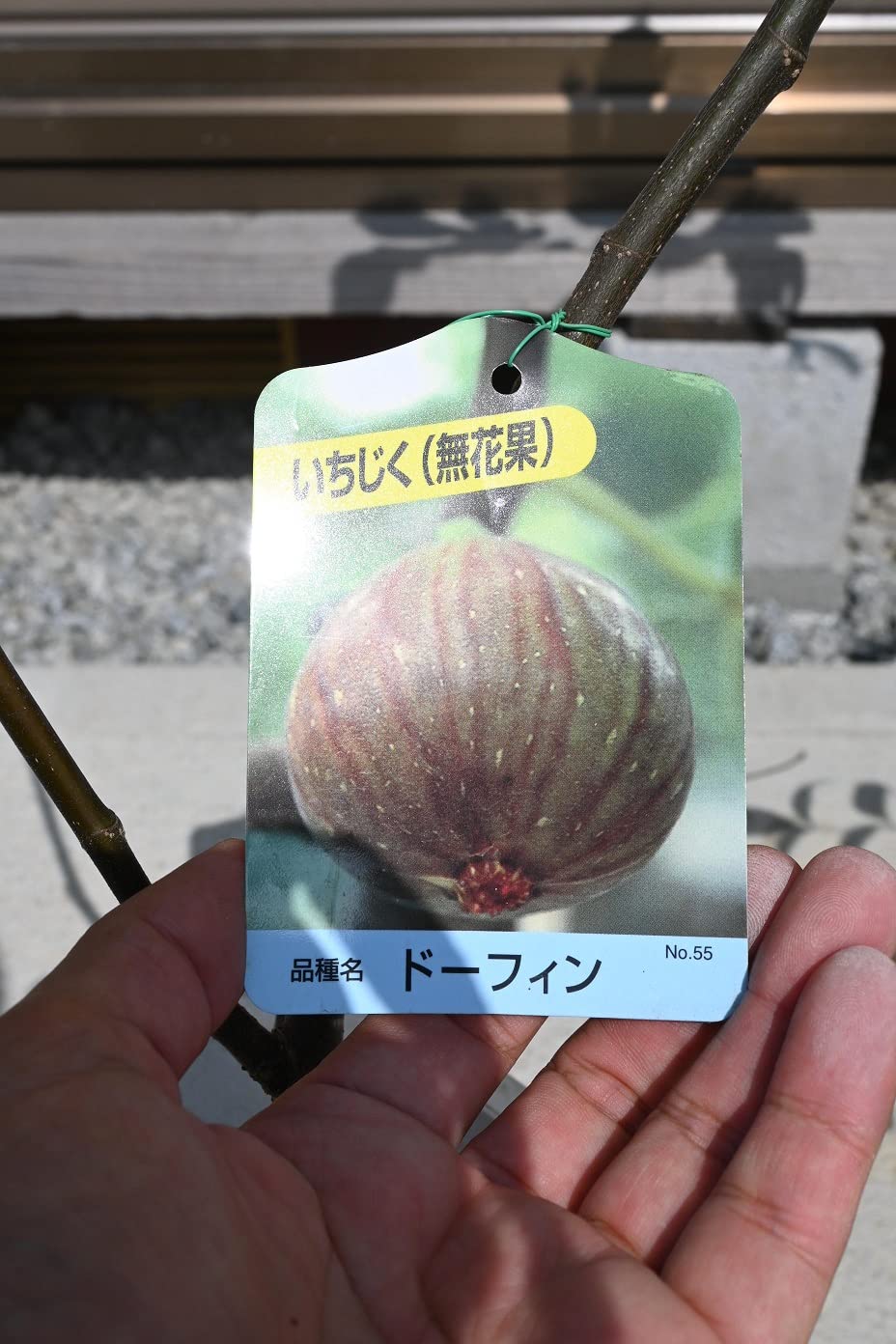 Amazon.co.jp: イチジク鉢植え ドーフィン無花果 いちじく苗 : DIY