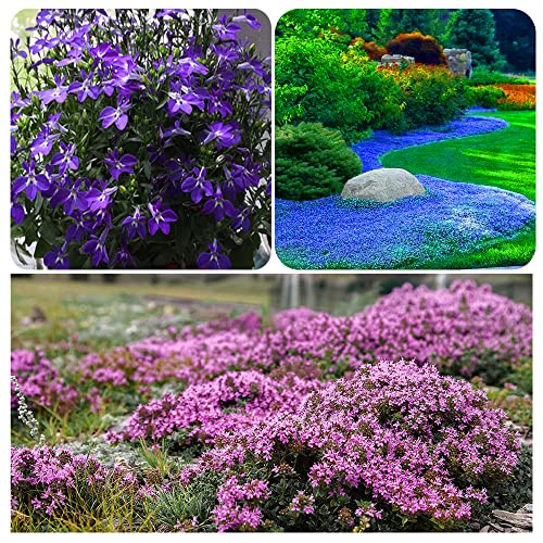 5000+ Multiple Colors Creeping Thyme Seeds Beautiful Ground Cover Plants Easy To Plant And Grow Perennial Flower Landscaping Seeds For Garden #TOP1