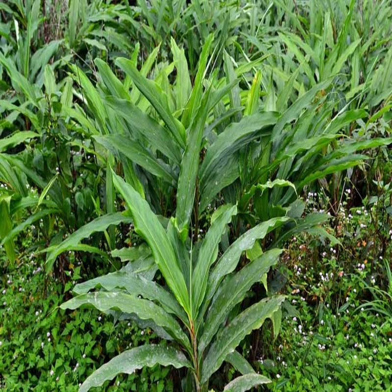 Shop 360 Garden PACK OF 60 SEEDS - Elaichi/Yallaki/Veldode/Ealakai/Chota Elaichi/Cardamom gardening seeds (B0BQFP1L9S) Amazon Price History, Amazon Price Tracker