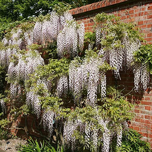 Image of Plant Theory 80-100cm Cane Wisteria floribunda Kuchi-Beni Wisteria Pink Flowering Vine Climbing Plant Grafted 3L Pot