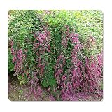 Little Volcano Bush Clover - Lespedeza thunbergii cv - Live Plant - Fall Bloom -Pink Purple Pea Shape Flower - 8-10 Inches Tall - 4 Inch Pot