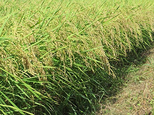 Amazon.co.jp: もち米 ヒメノモチ 30kg 玄米 岩手県産 暮坪米 令和5 Amazon.co.jp: もち米 ヒメノモチ 30kg 玄米 岩手県産 暮坪米 令和5