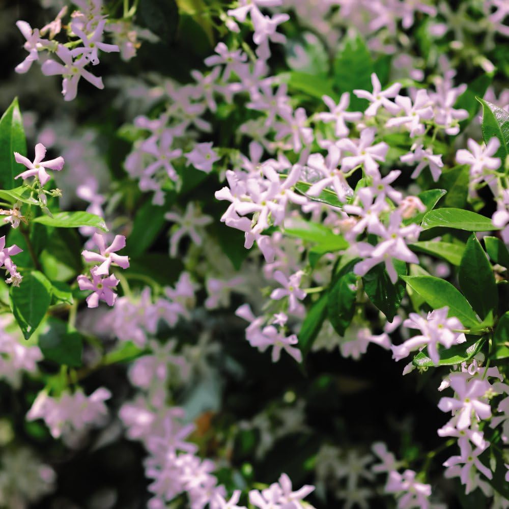 Trachelospermum 'Pink Showers' - Compact Climber with Candy-Pink Star Jasmine Flowers – 1x 9cm Potted Plant by Thompson & Morgan