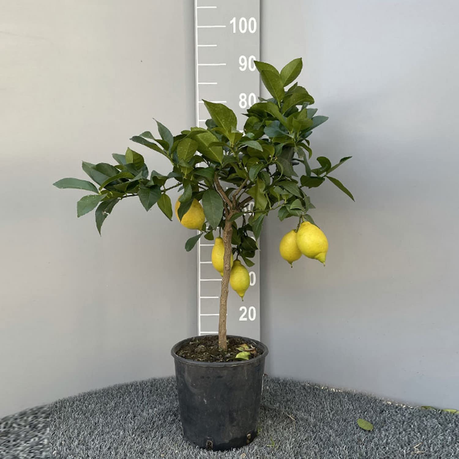 SAVINI VIVAI Pianta di Limone Albero Agrumi Lunario Limone ad Alberello in Vaso da 20 cm altezza 70 cm 2-3 Anni di innesto Made Italy