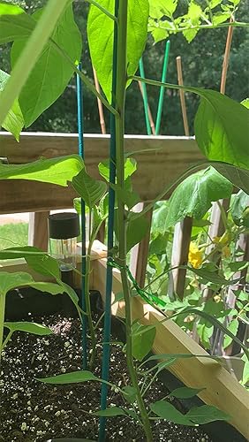 Miniatura 7 de Estacas de madera para jardín, estacas de bambú verde para plantas, floresorquídeastomates, estacas de madera para jardinería, estacas para plantas