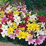 🌼PFLEGE - Geben Sie der Lilie im Frühjahr und im Sommer ausreichend Wasser. Besonders in Trockenperioden muss der Boden feucht bleiben. Lilienzwiebeln in einem Topf oder Kasten sollten im Winter am besten nach drinnen gestellt werden. Bewahren Sie sie an einem kühlen Ort auf, an dem es keinen Nachtfrost gibt.