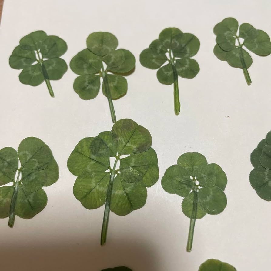 三つ葉のクローバー 三つ葉のクローバー 抜き型押し型セット Trefoil clover cutter