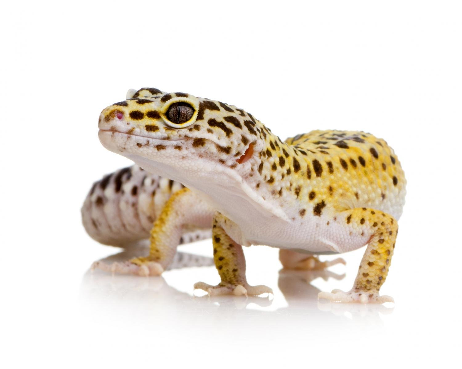 Wallmonkeys WM290298 Leopard Gecko-Eublepharis Macularius Peel and Stick Wall Decals (30 in W x 24 in H), Medium-Large