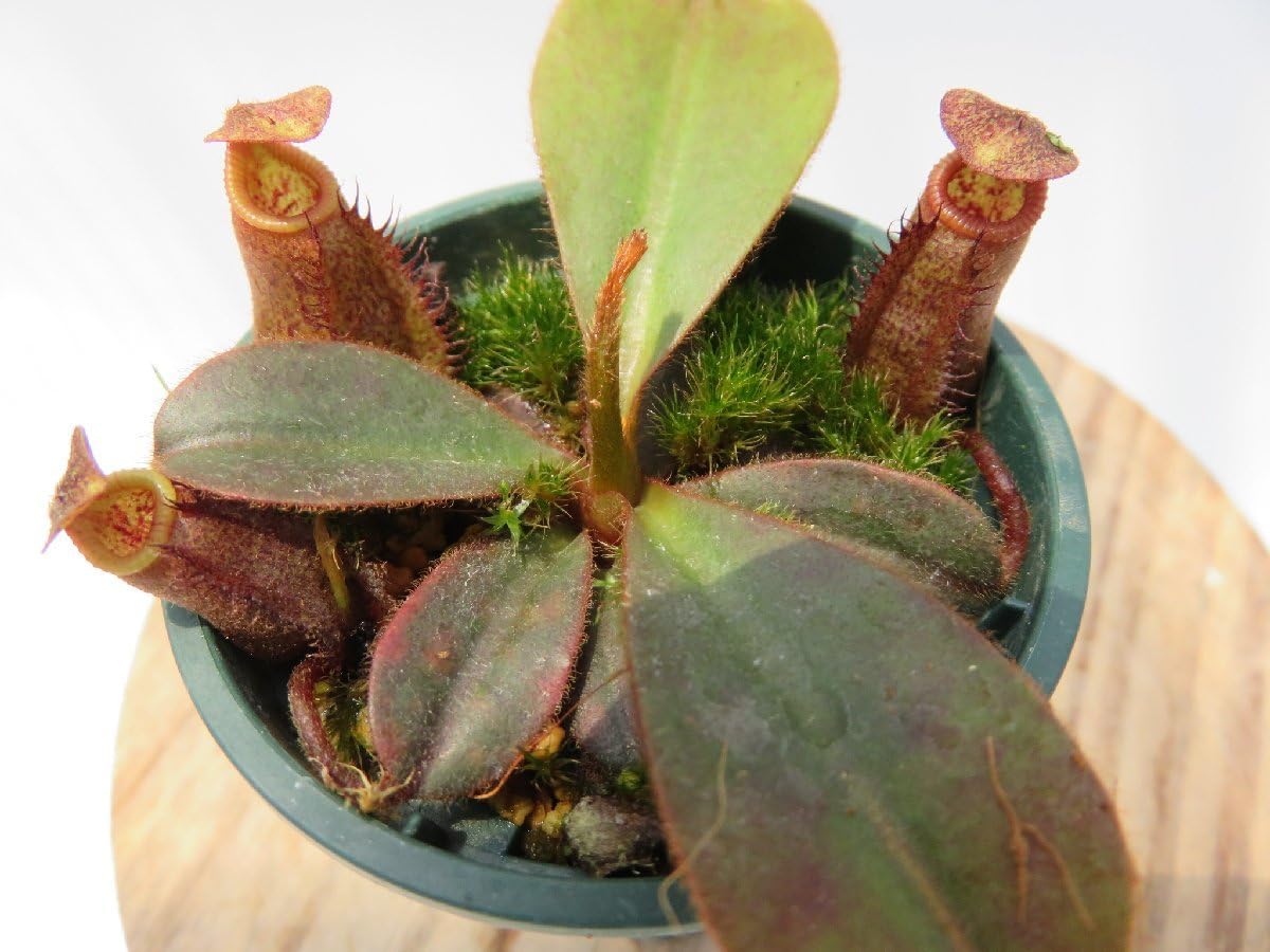 Amazon.co.jp: N.palawanensis(BE-3651)× N.edwardsiana Kinabalu 'T