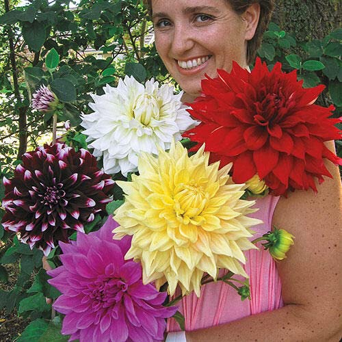 Breck's - Dinnerplate Dahlia Mixture Summer Flowering Dormant Roots - 5 Dormant Clumps Per Offer #TOP7