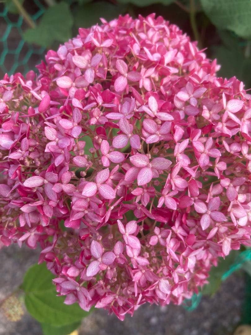 Amazon.co.jp: 紫陽花のアナベル苗 ピンク 1苗 抜き苗 : ホビー