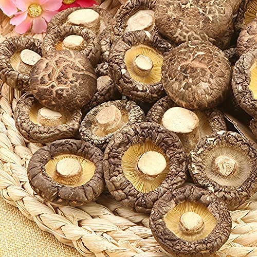 Fungo commestibile secco Shiitake I funghi invernali sono deliziosi e nutrienti (500g)