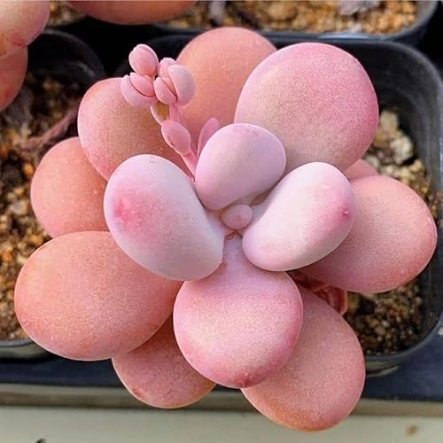 Miniatura 4 de Planta suculenta viva, planta suculenta viva para interiores y exteriores, maceta de 2 pulgadas, planta de interior decorativa de bajo mantenimiento