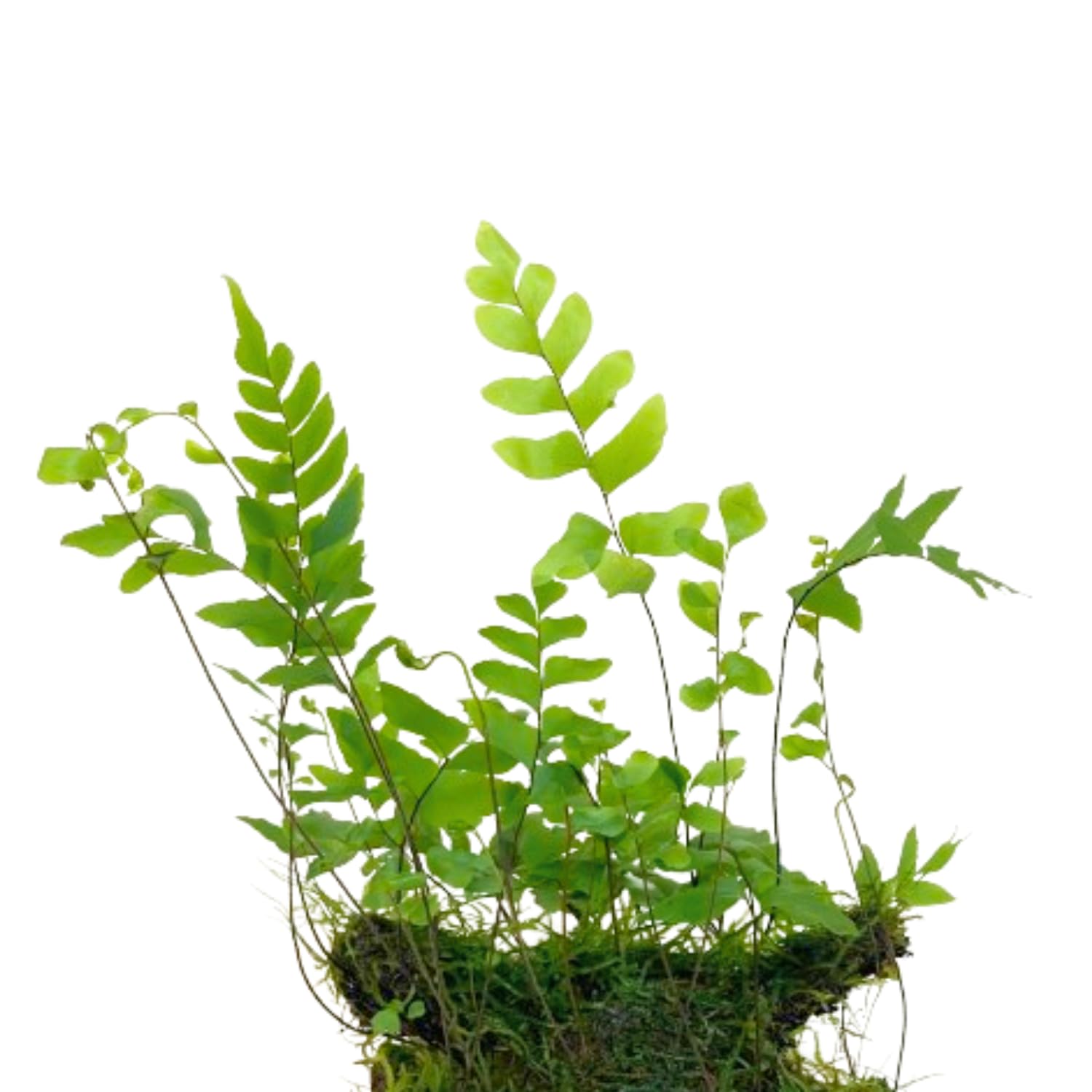 Adiantum Philippense with Java Moss On Driftwood Natural Wood for Freshwater Aquarium Fish Tank Decoration