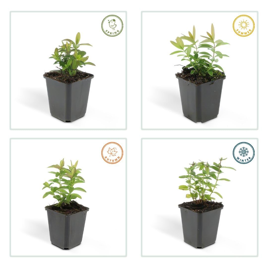 Plants by Frank | 60 Johanniskraut Pflanzen | Hypericum Calycinum |  Bodendecker Winterhart Mehrjhrig | Goldgelbe Blten im Sommer | Stauden |  Kleinstrauch | Immergrn | Gartenpflanzen : Amazon.de: Garten