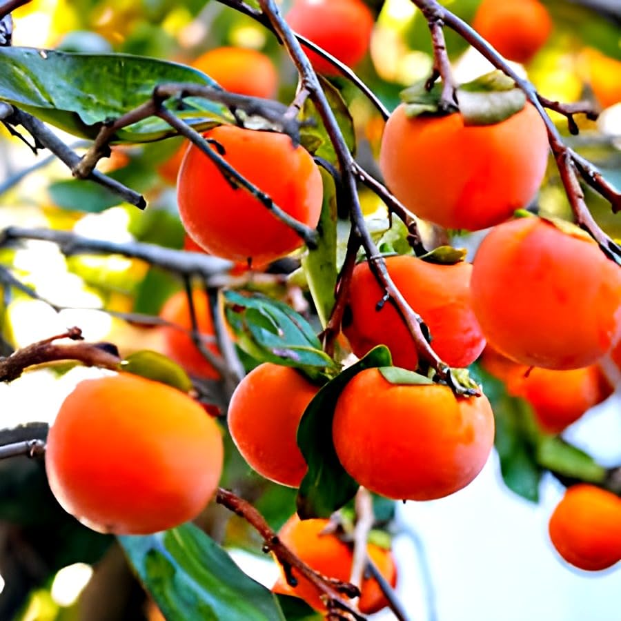 Hidden Enterprise Indian Botanically All Time Persimmon fruit Testy And Healthy Fruit Live Plant. For Home Garden Out Door Hybrid Plant.Pack Of 01. (B0D54PPT6T) Amazon Price History, Amazon Price Tracker