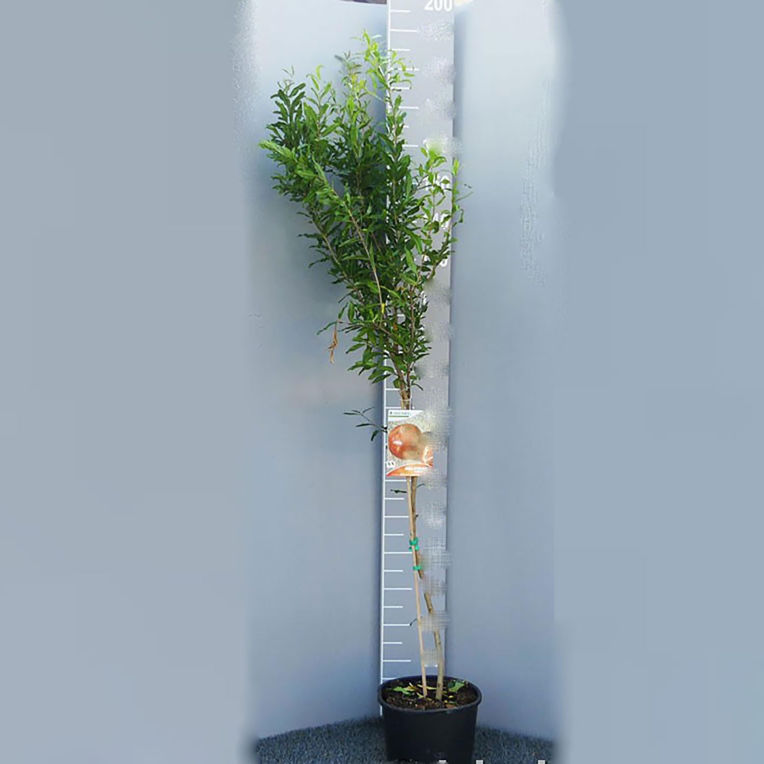 SAVINI VIVAI Pianta di Melograno Acco Piante da Frutto in Vaso 22-24 cm 2-3 Anni Altezza 130-150 cm Made in Italy