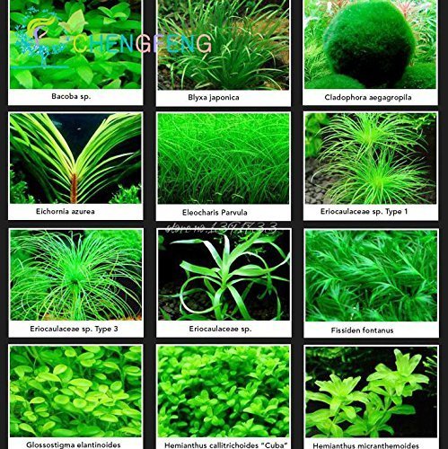 Promotion jaune clair Types de graines d'herbe mixtes pour aquarium Aquarium Aquarium Belle horloge intérieure Graines aquatiques