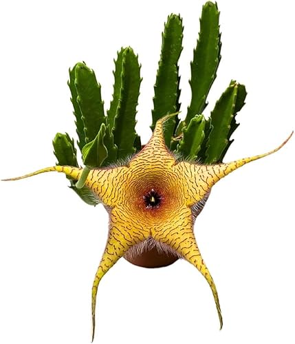 BubbleBlooms Stapelia gigantea, flor gigante de estrella de mar, huernia rara, planta gigante carroñera zulú, maceta de 4 pulgadas