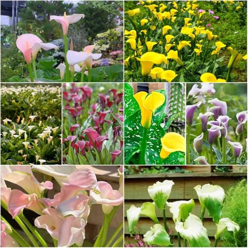 bulbos de cala perenne resistente bulbos temprana camas elevadas para jardín del balcón jardín primavera 5pcs