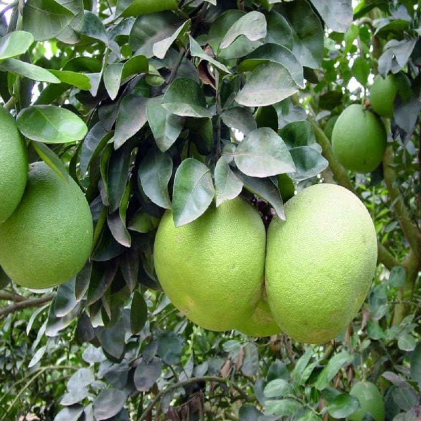 Image of GreenWorld Special Big Size All Time Batabi Lemon /Lebu Plant,(GRAFTED /GUTI KOLOM) Healthy Live Plant,''Fruit After 1 Year''