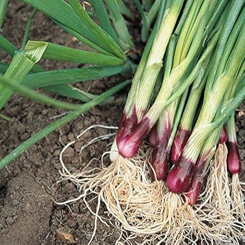 Thompson & Morgan Lilia Spring Onion Seeds Cover