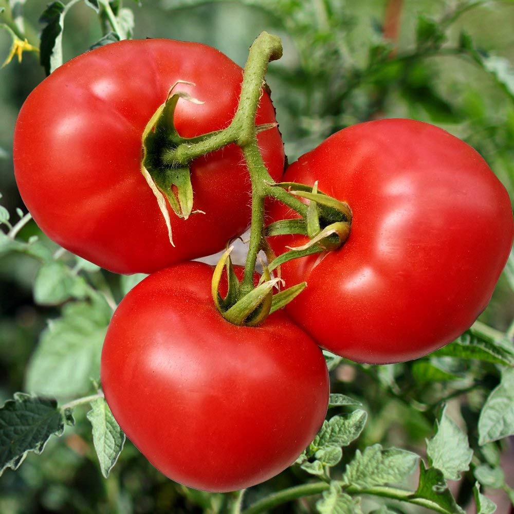 ZM Tomato Seeds / Naatu Thakkali Vithai - 100 Seeds + 500g Compose Fertilizer (B091Q8WN2H) Amazon Price History, Amazon Price Tracker