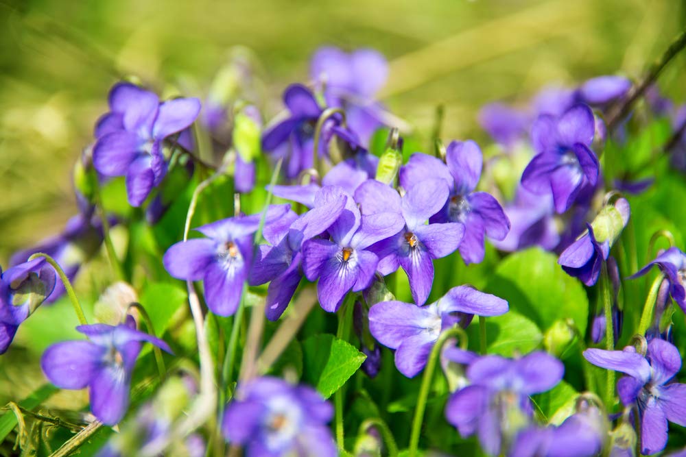 Viola Odorata Queen Charlotte 25 Fresh Seeds - Fragrant