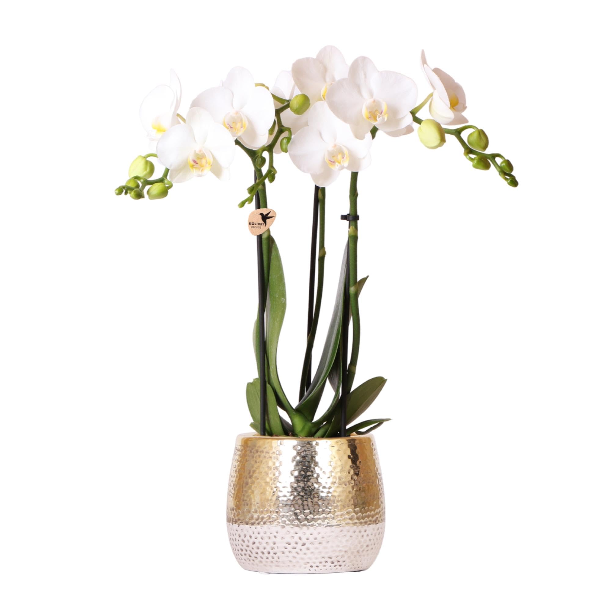 KOLIBRI Orchids - Orchidée phalaenopsis blanche - Amabilis + Elite Pot Gold - Diamètre du pot : 9 cm - Hauteur : 40 cm - Plante d'intérieur à fleurs dans un pot de fleurs - Fraîcheur du producteur
