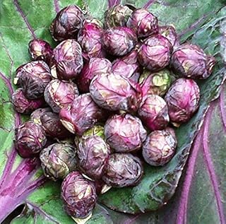 SeedsUA - Brussels Sprouts Purple Sweeter Rossela Heirloom Vegetable for Planting