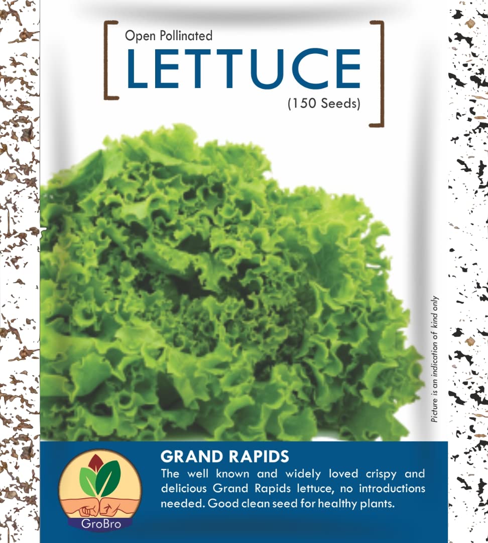 GroBro Lettuce Grand Rapids 2 Pack (2x150 seed) Healthy Clean