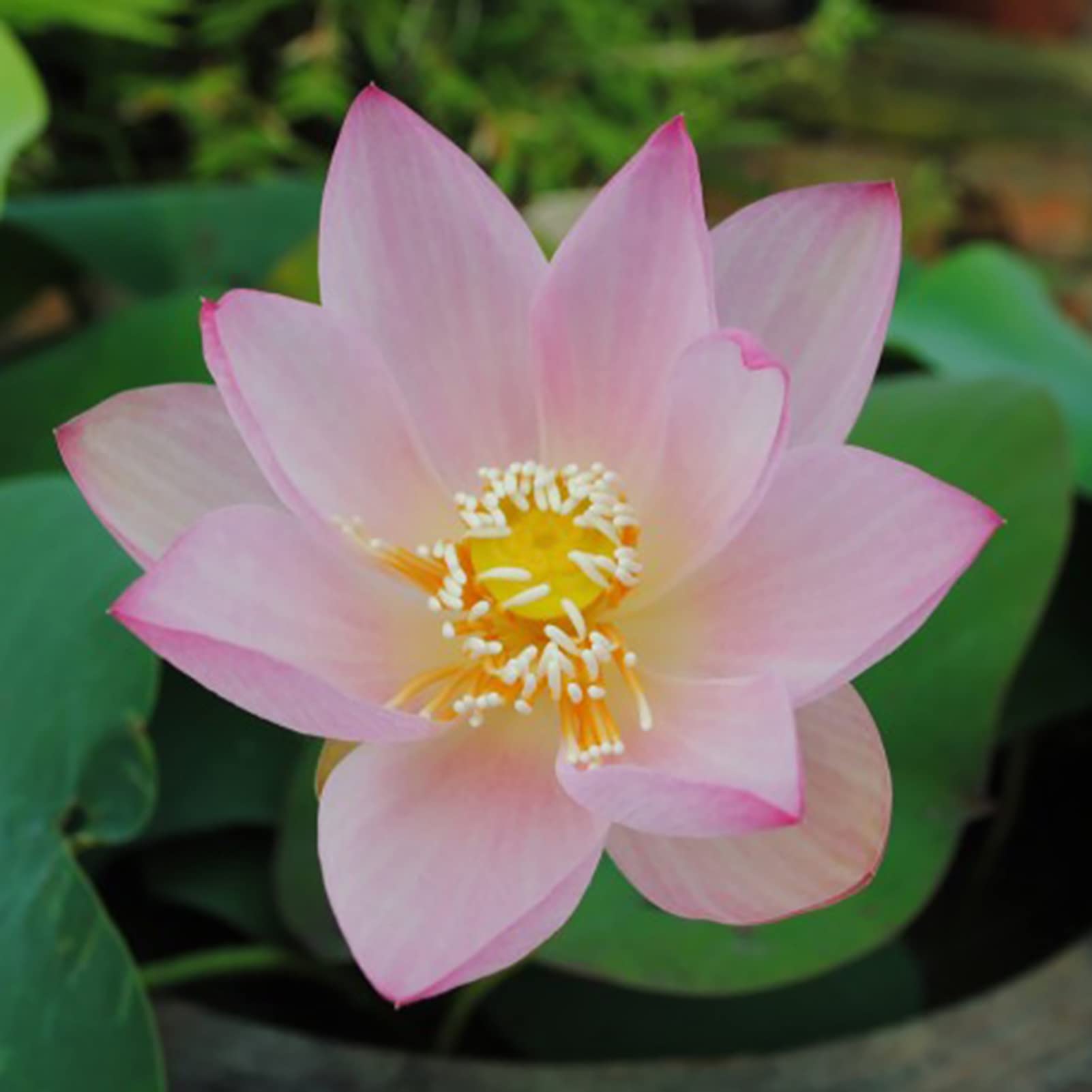 Fiore Di Loto Rosa in Fiore in Uno Stagno, Decorazione Da Giardino
