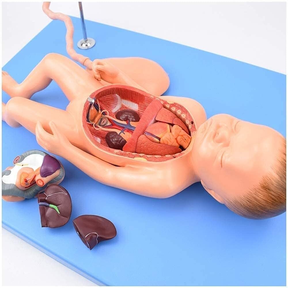 Modelo anatómico de órganos neonatales. Modelo anatómico for el Cuidado fetal. Placenta y cordón Umbilical del bebé. Material didáctico.