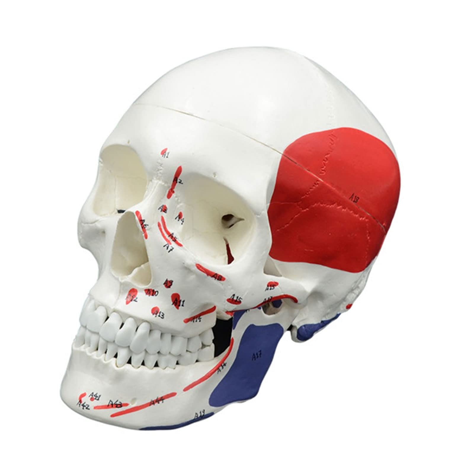 Modello di Cranio a grandezza Naturale con Muscoli e Numeri con Modello anatomico del Cranio Umano Manuale Usato dal Dentista Come Strumento di Studio Medico Regalo